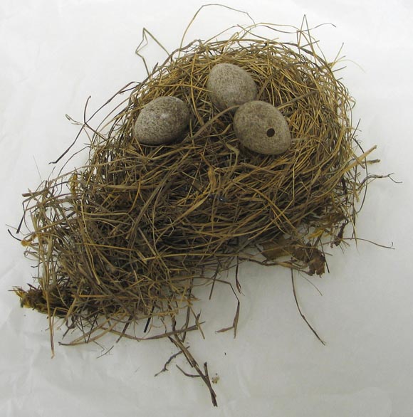 nest of skylark