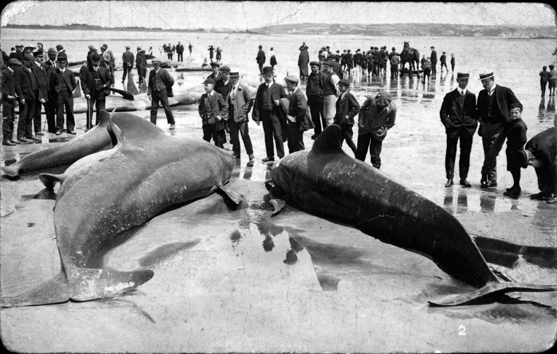 black and white postcard