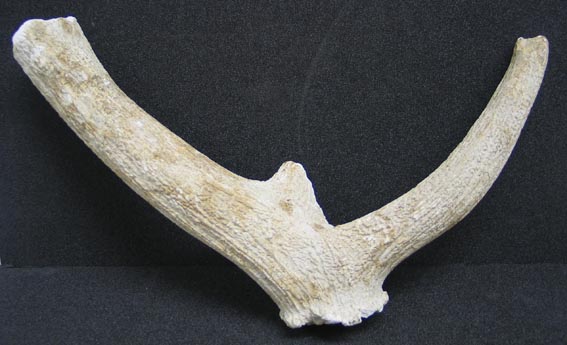 antler pick