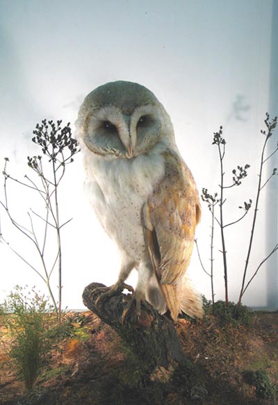 barn owl