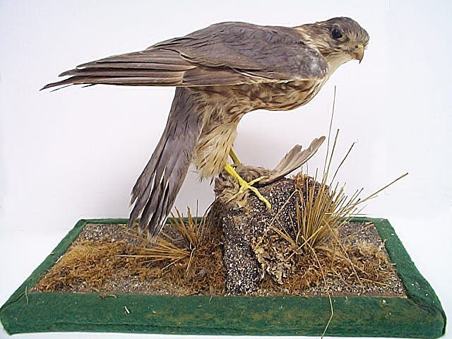 merlin