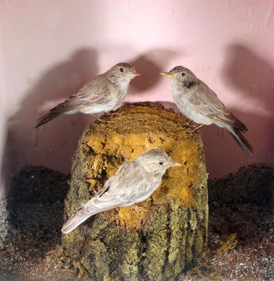 spotted flycatcher
