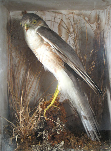sparrow hawk