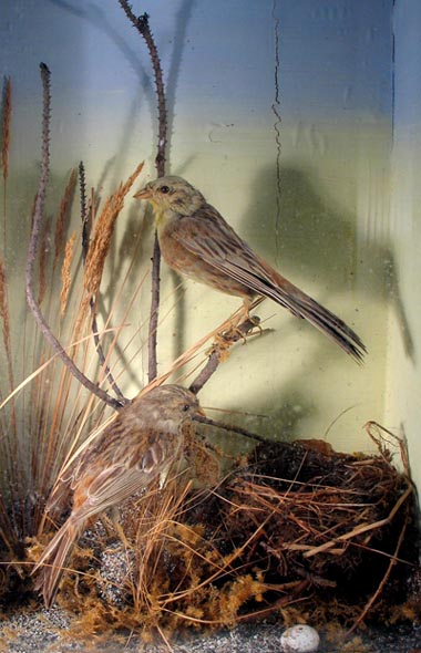 yellowhammers