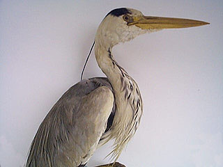 grey heron
