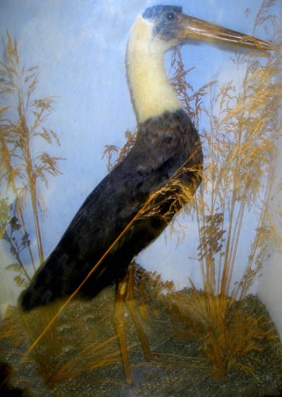 woolly-necked stork