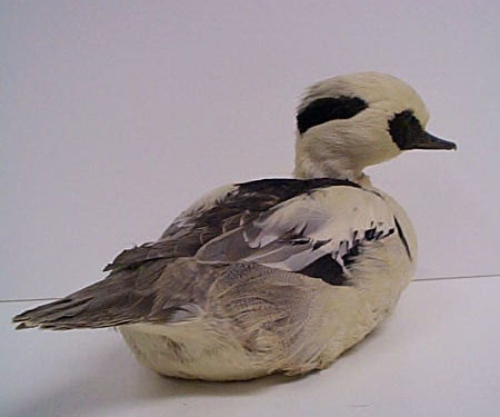 smew