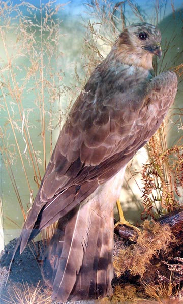 Montagu's Harrier