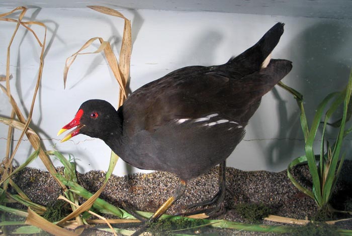 moorhen