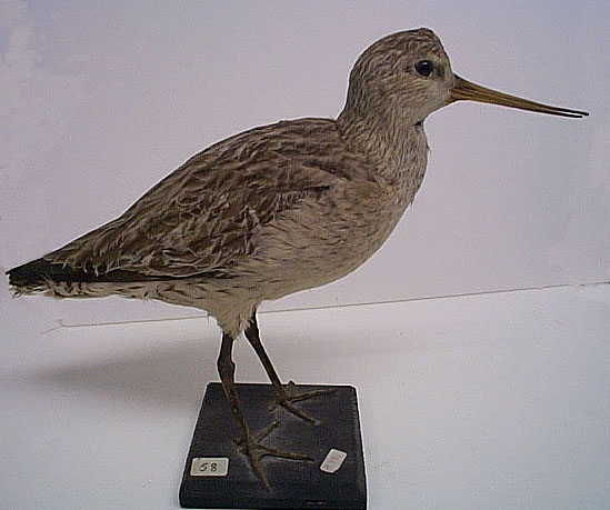 bar-tailed godwit