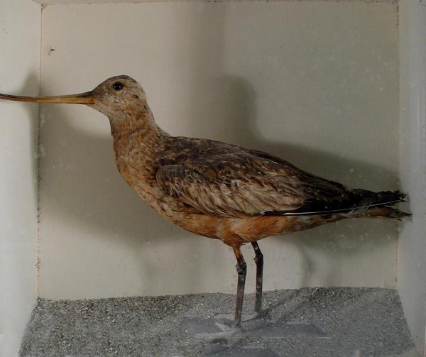 bar-tailed godwit