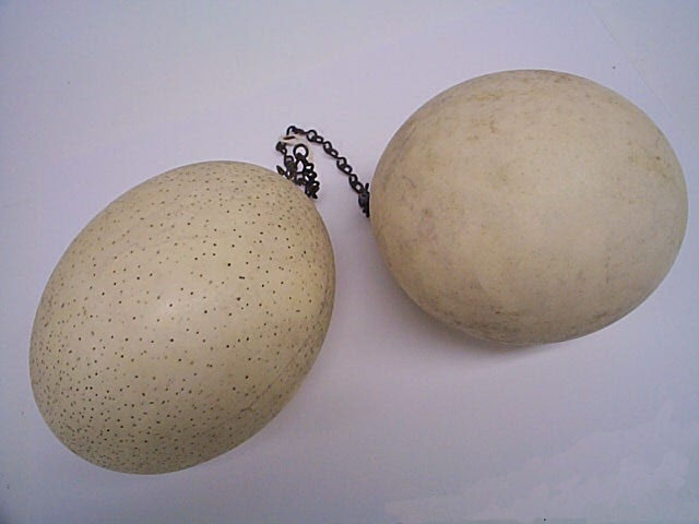 ostrich eggs ?