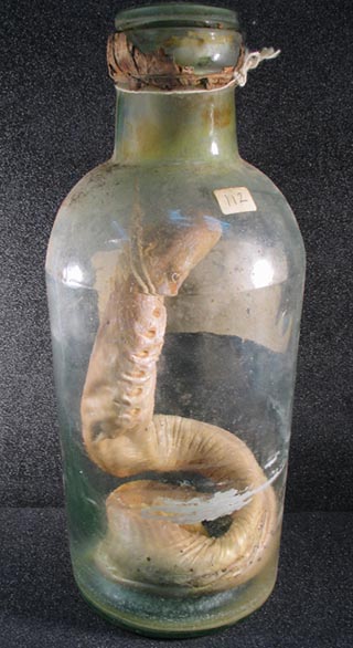 hagfish