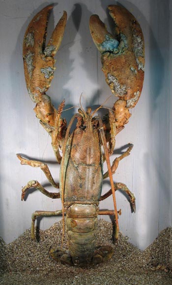 lobster