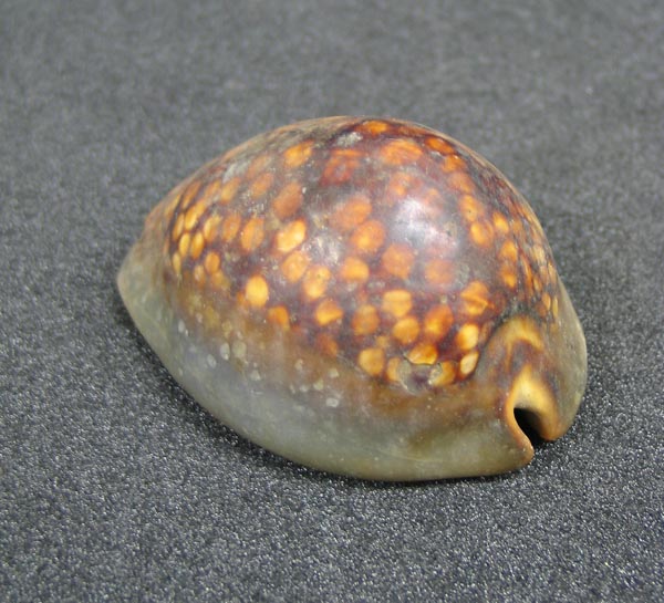mollusc