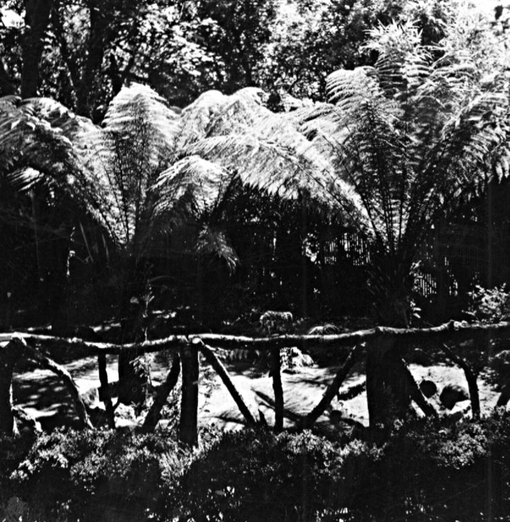 photograph