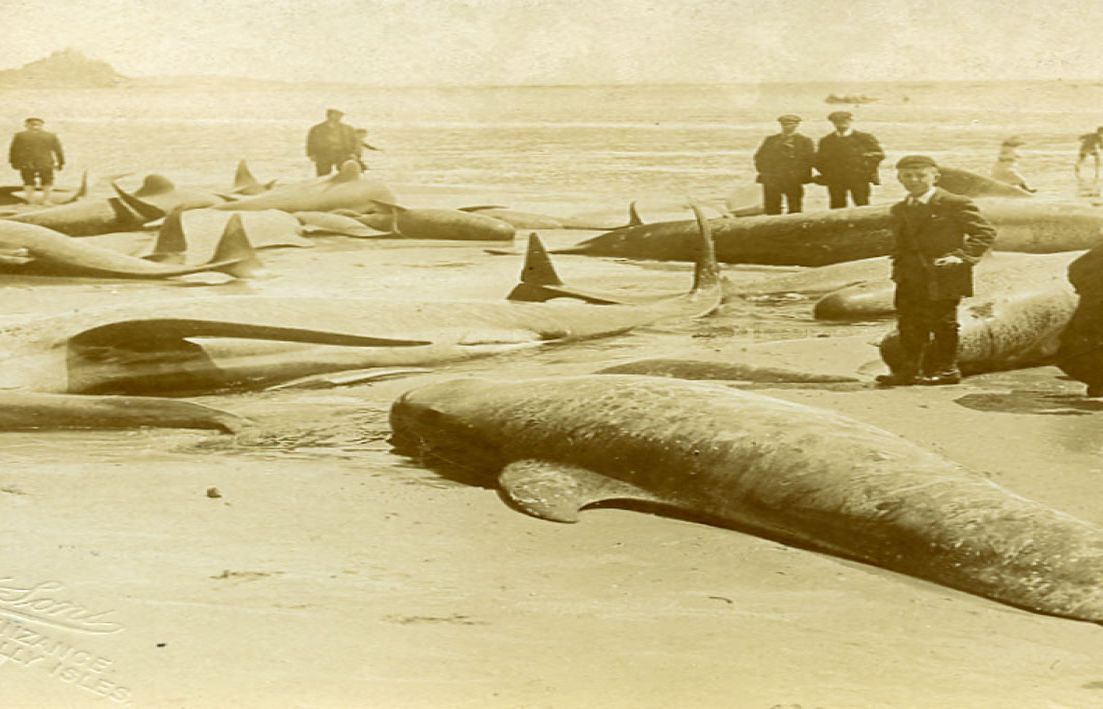 black and white postcard